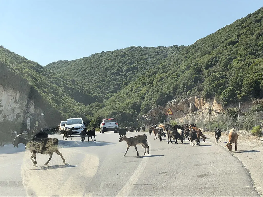 Goats crossing a country road in Zakynthos